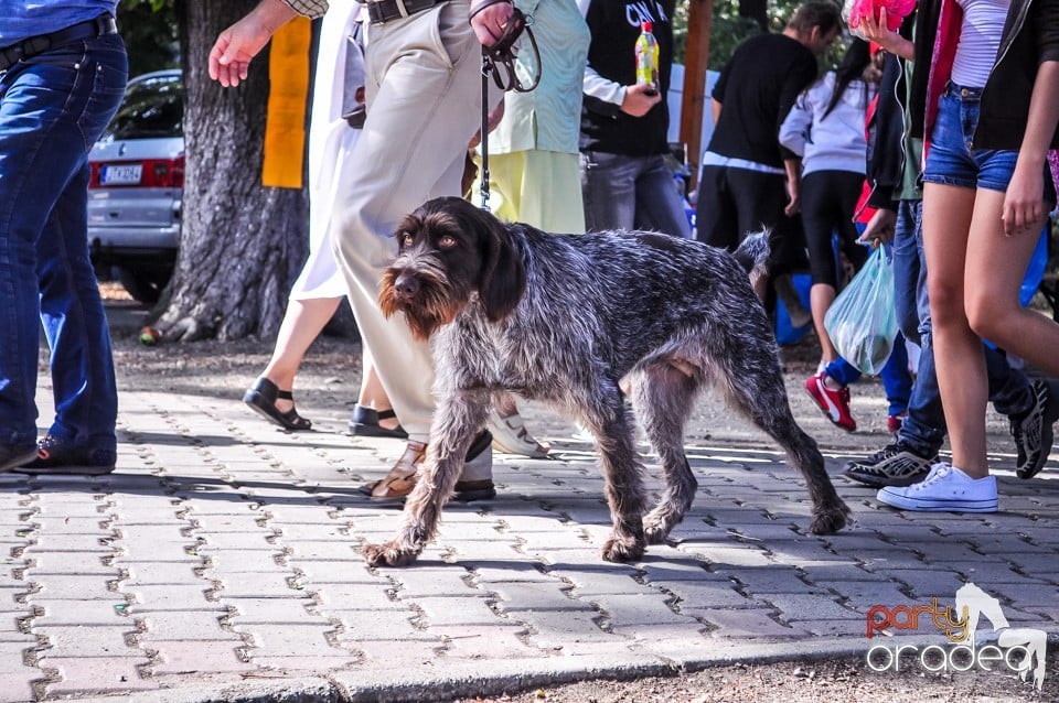 Expozitie canina, Oradea