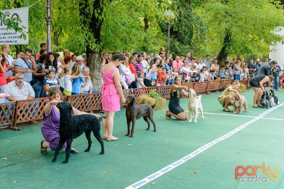 Expoziţie canină, Oradea