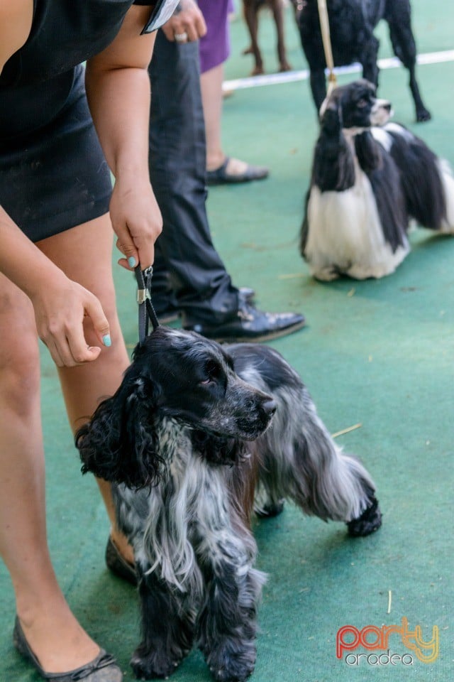 Expoziţie canină, Oradea