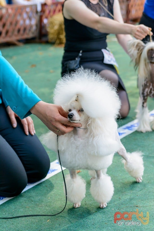 Expoziţie canină, Oradea