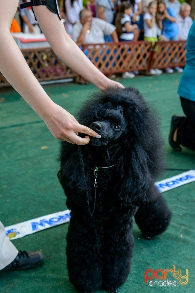 Expoziţie canină, Oradea