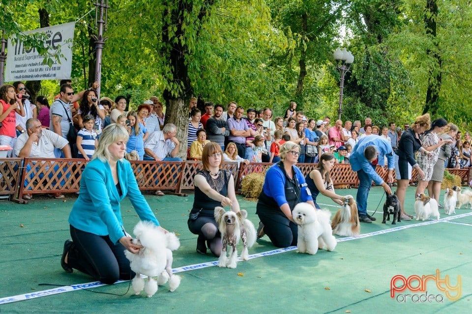 Expoziţie canină, Oradea