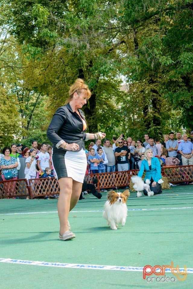 Expoziţie canină, Oradea