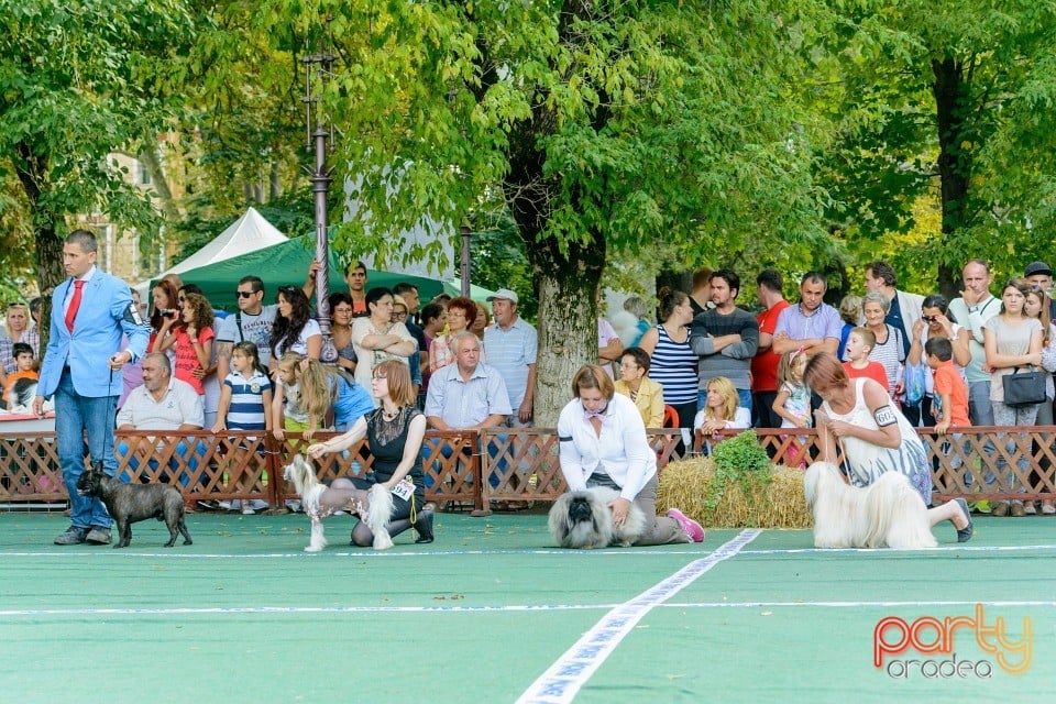 Expoziţie canină, Oradea