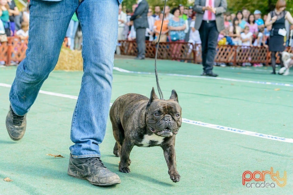 Expoziţie canină, Oradea