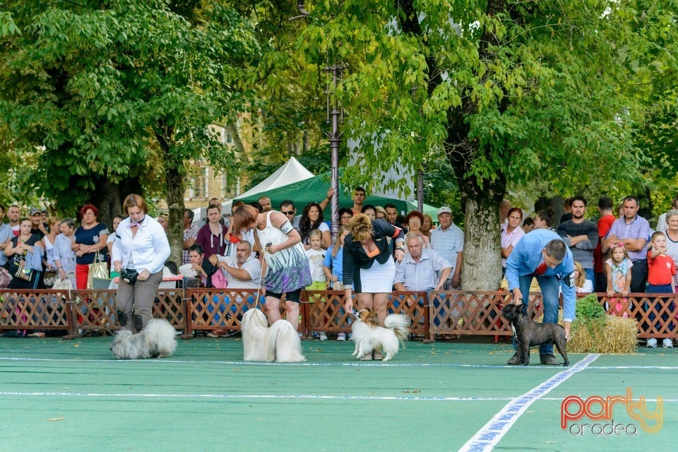 Expoziţie canină, Oradea