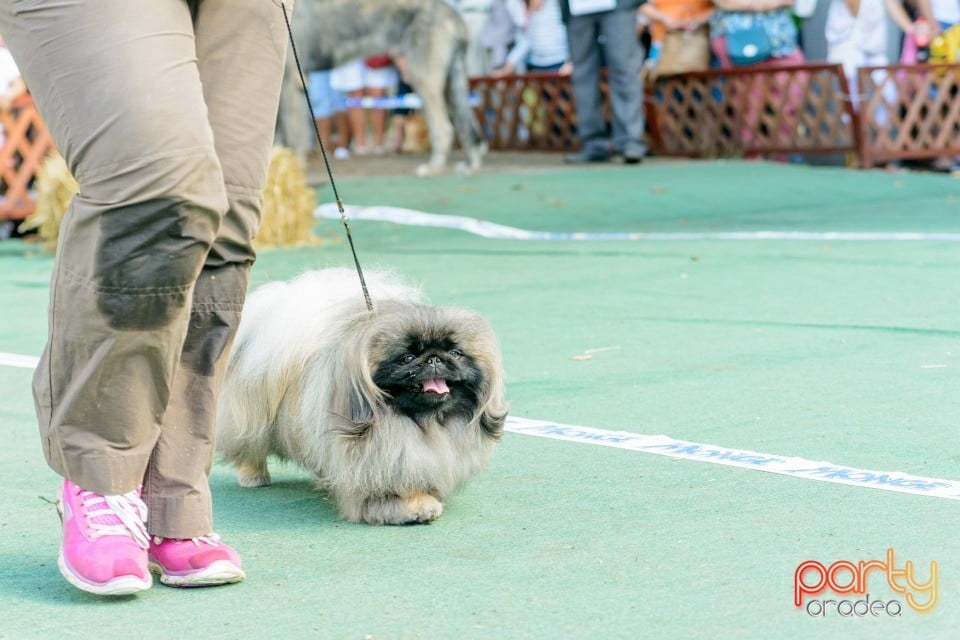 Expoziţie canină, Oradea