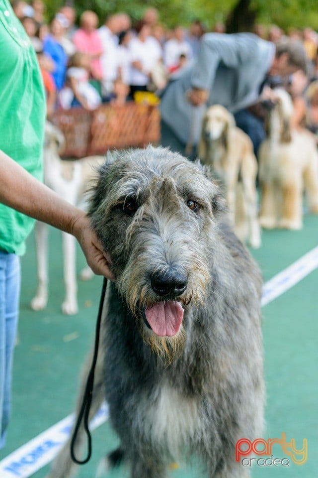 Expoziţie canină, Oradea