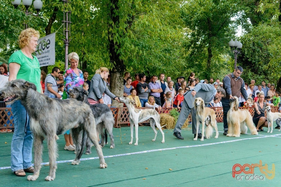 Expoziţie canină, Oradea