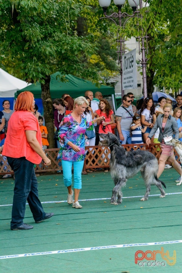 Expoziţie canină, Oradea