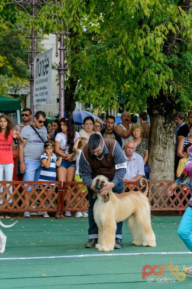 Expoziţie canină, Oradea