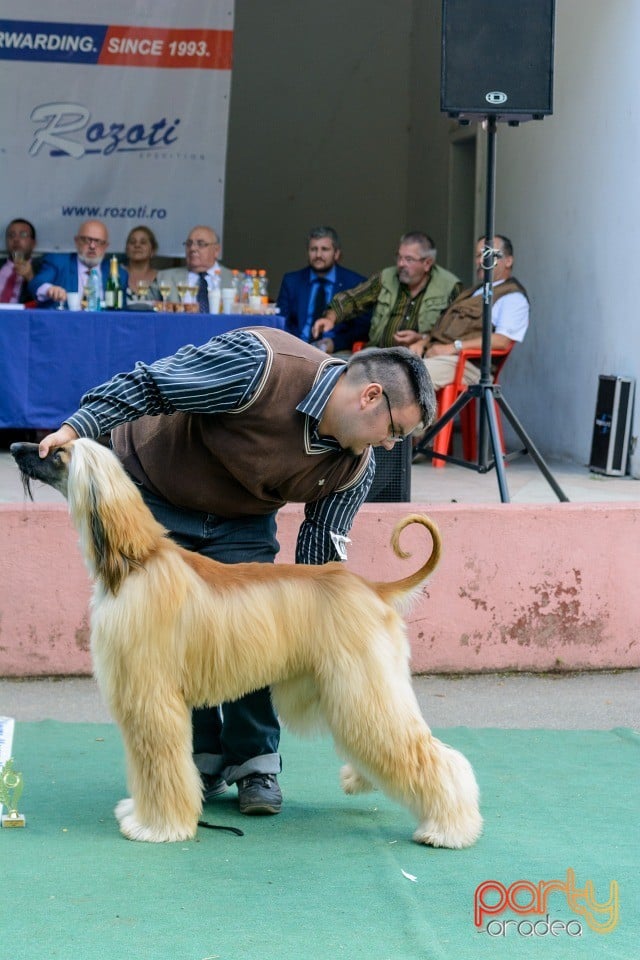 Expoziţie canină, Oradea