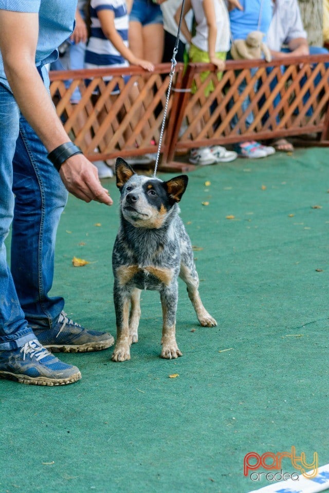 Expoziţie canină, Oradea