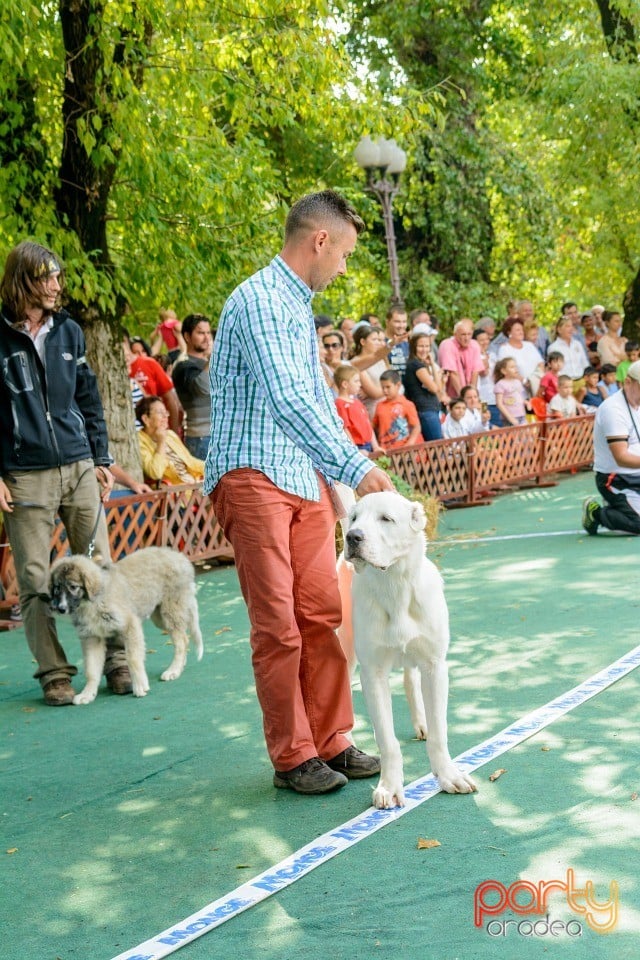 Expoziţie canină, Oradea