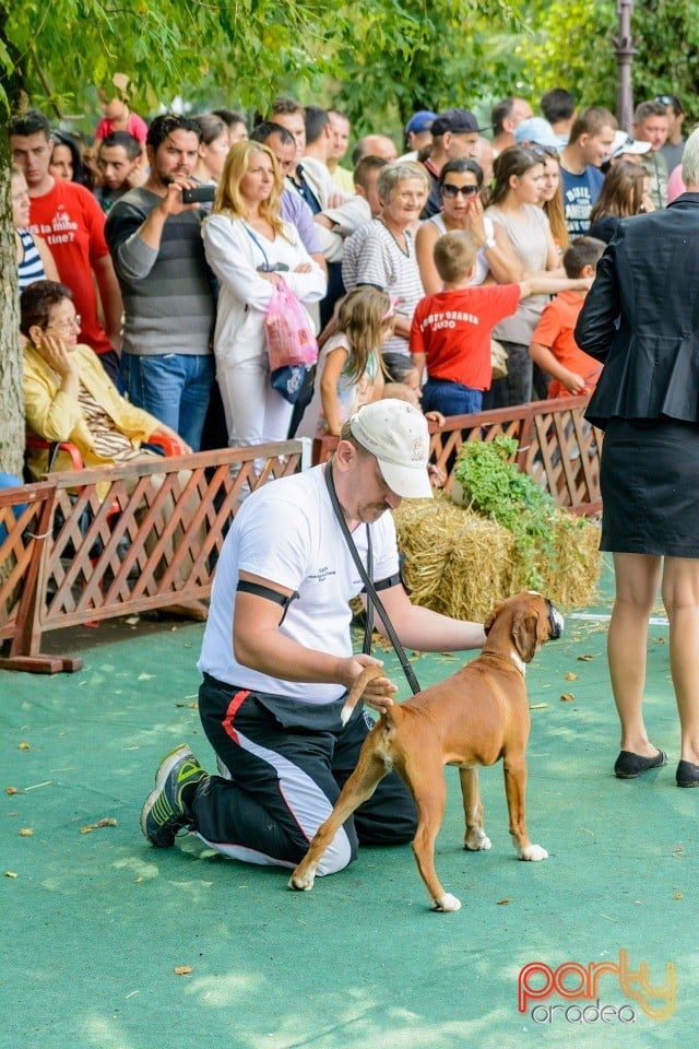 Expoziţie canină, Oradea