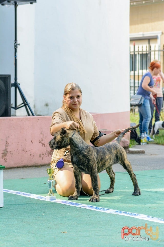 Expoziţie canină, Oradea