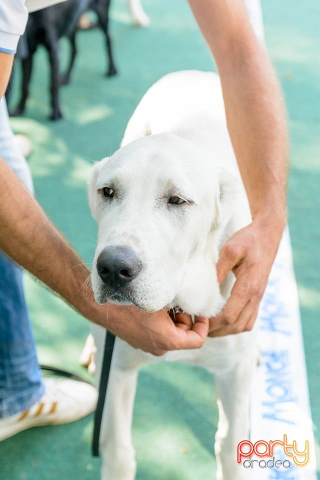 Expoziţie canină, Oradea