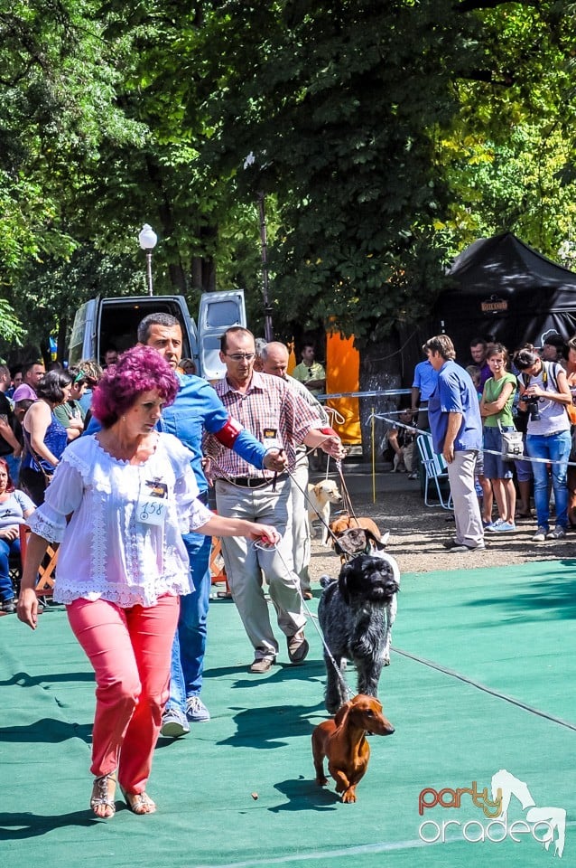 Expozitie canina, Oradea