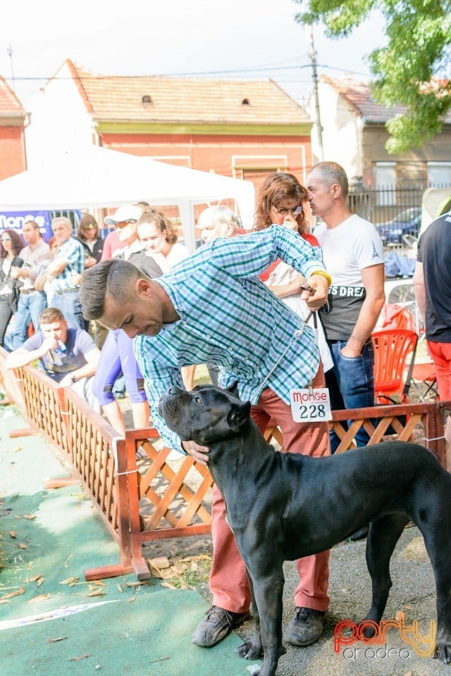 Expoziţie canină, Oradea