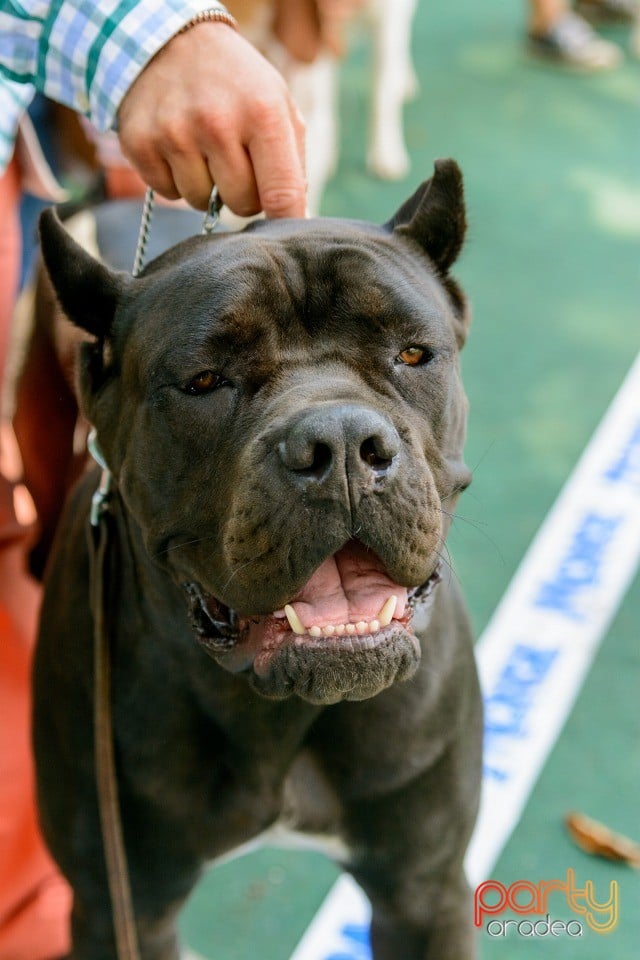 Expoziţie canină, Oradea