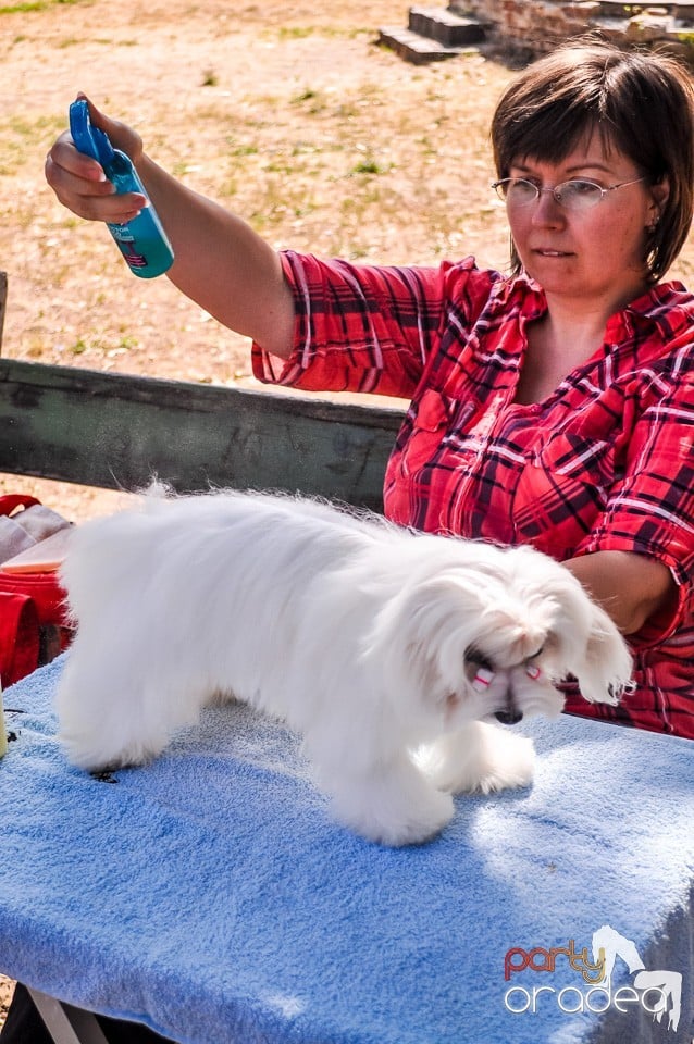 Expozitie canina, Oradea