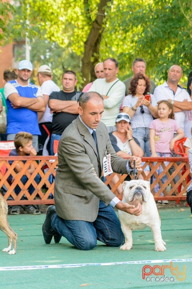 Expoziţie canină, Oradea