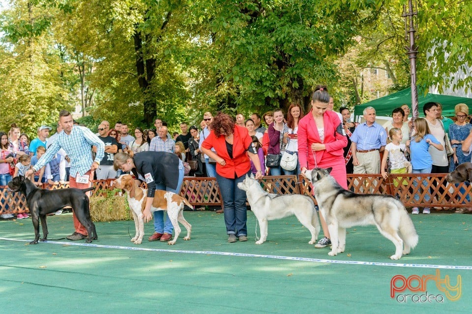 Expoziţie canină, Oradea