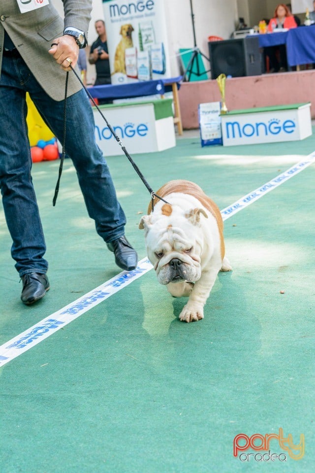 Expoziţie canină, Oradea