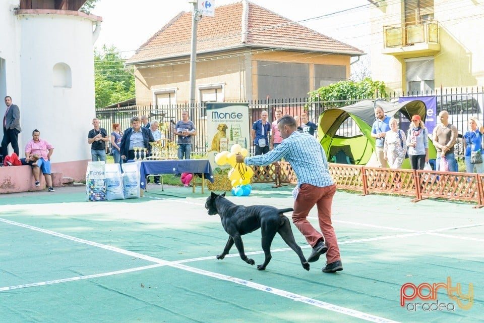 Expoziţie canină, Oradea