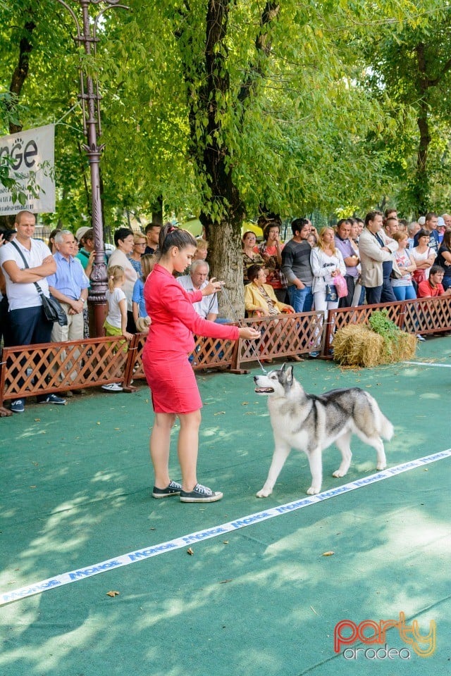 Expoziţie canină, Oradea