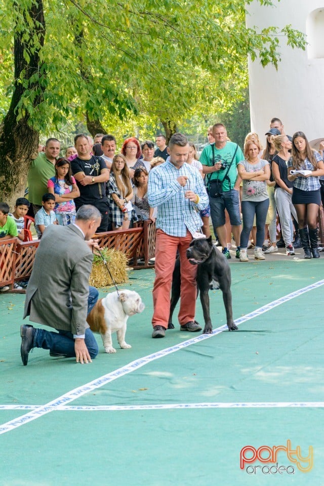 Expoziţie canină, Oradea