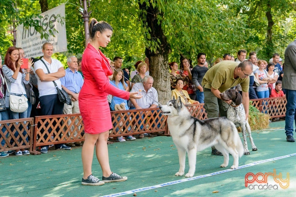 Expoziţie canină, Oradea