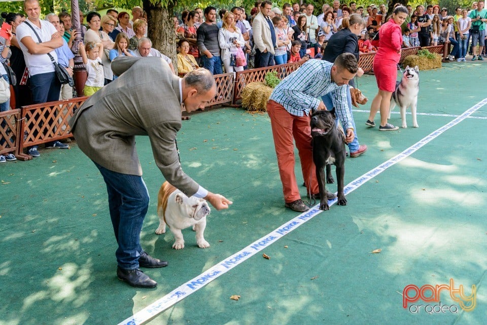 Expoziţie canină, Oradea