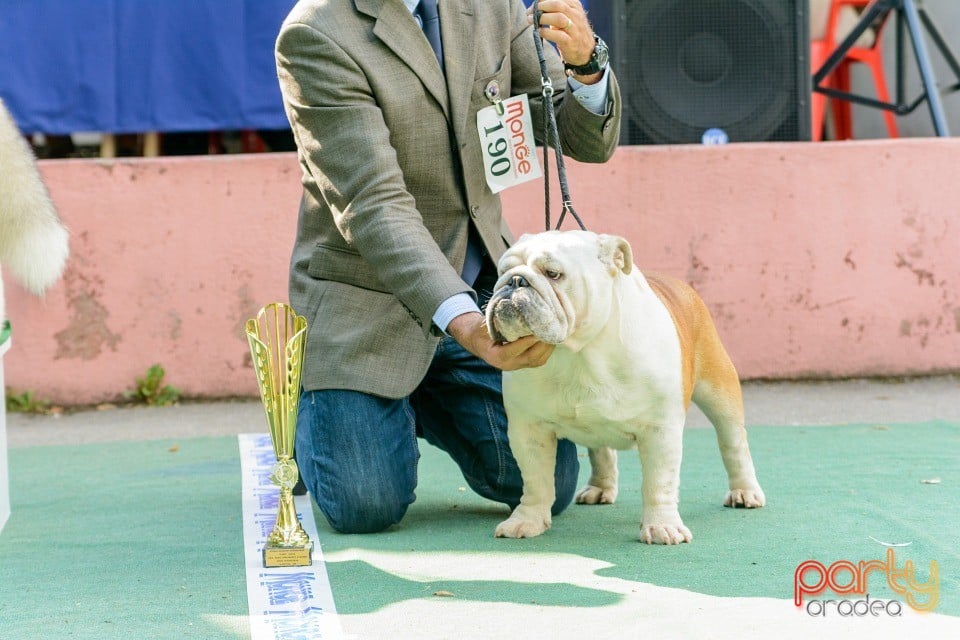 Expoziţie canină, Oradea