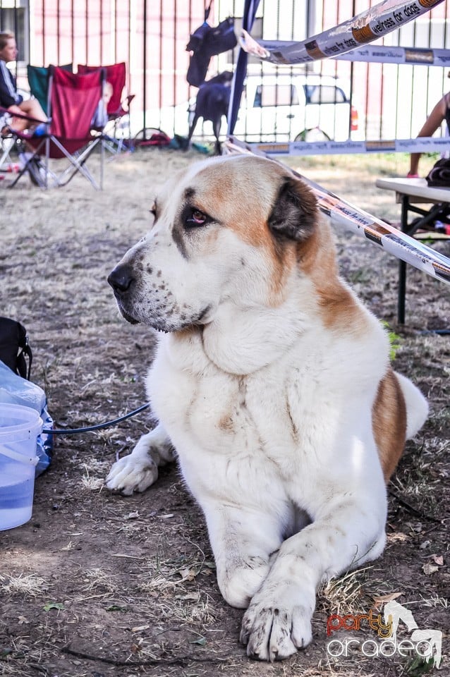 Expozitie canina, Oradea