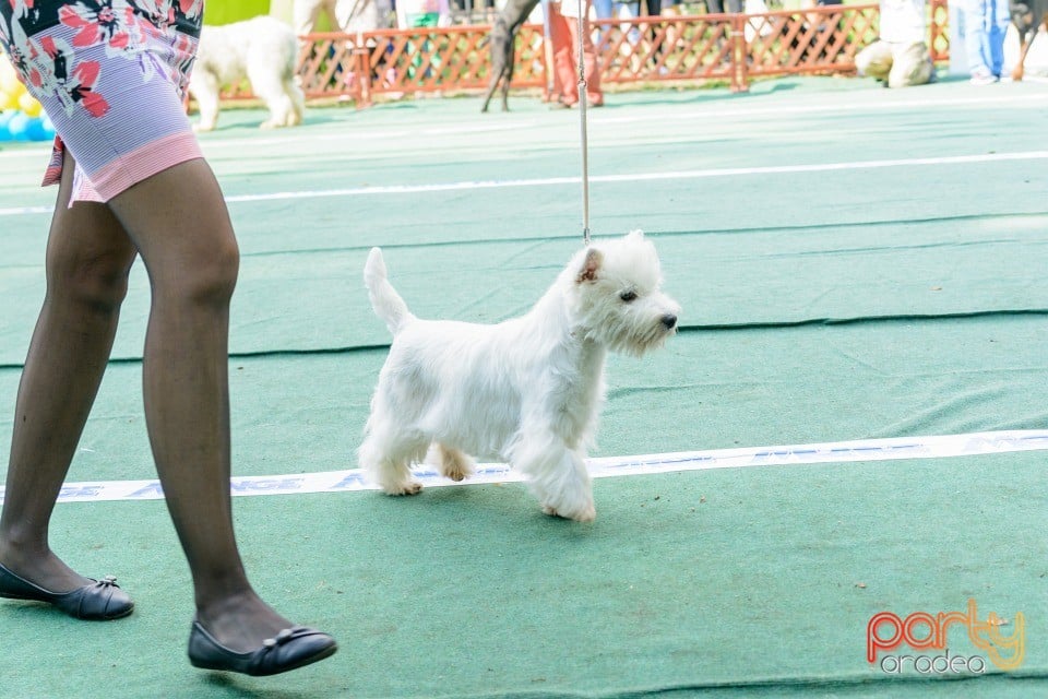 Expoziţie canină, Oradea