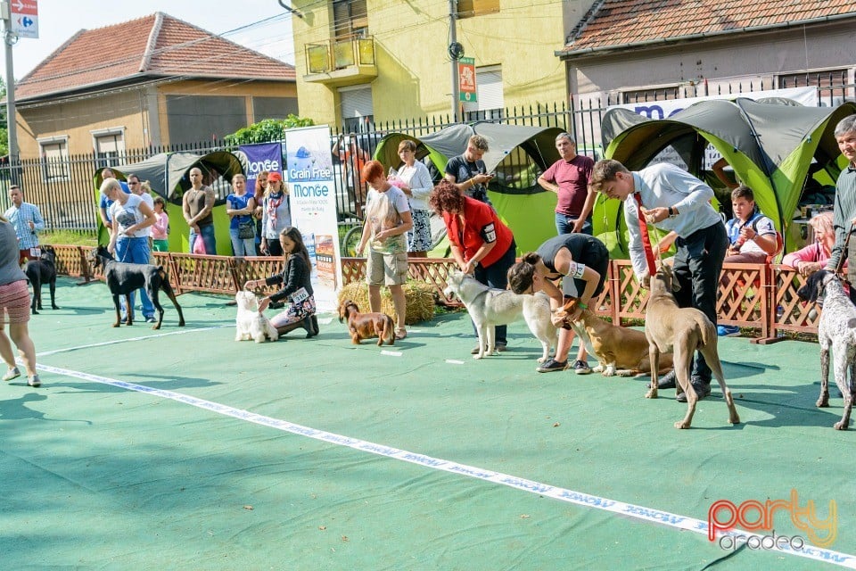 Expoziţie canină, Oradea