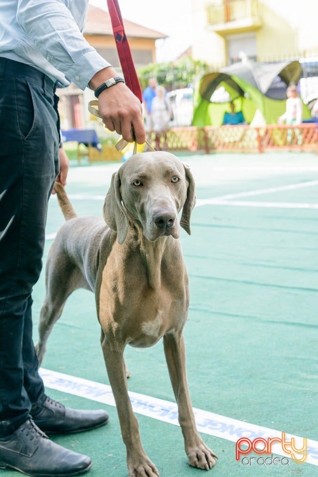 Expoziţie canină, Oradea