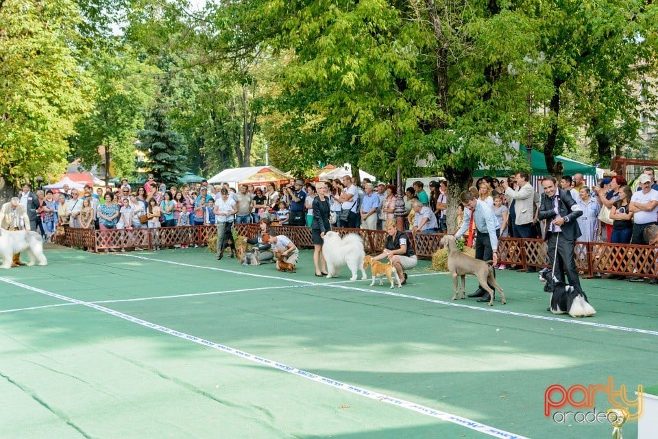 Expoziţie canină, Oradea