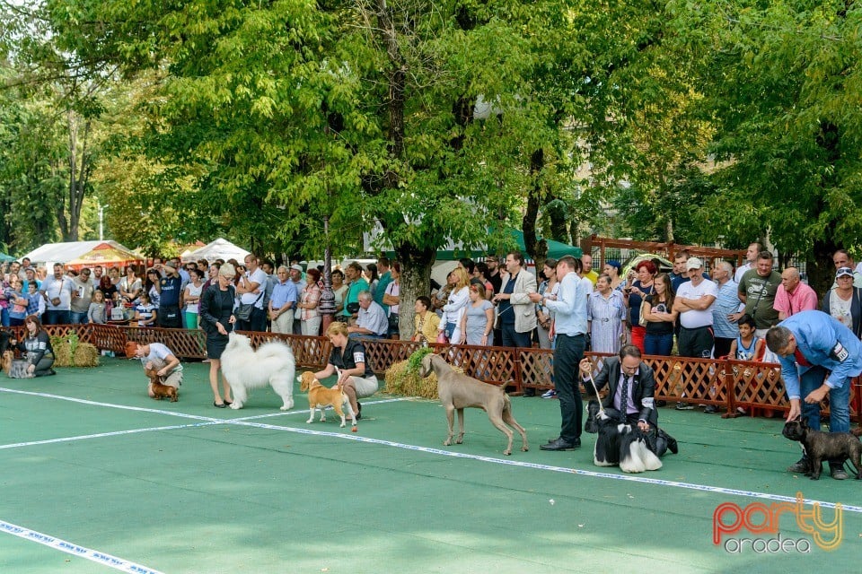 Expoziţie canină, Oradea