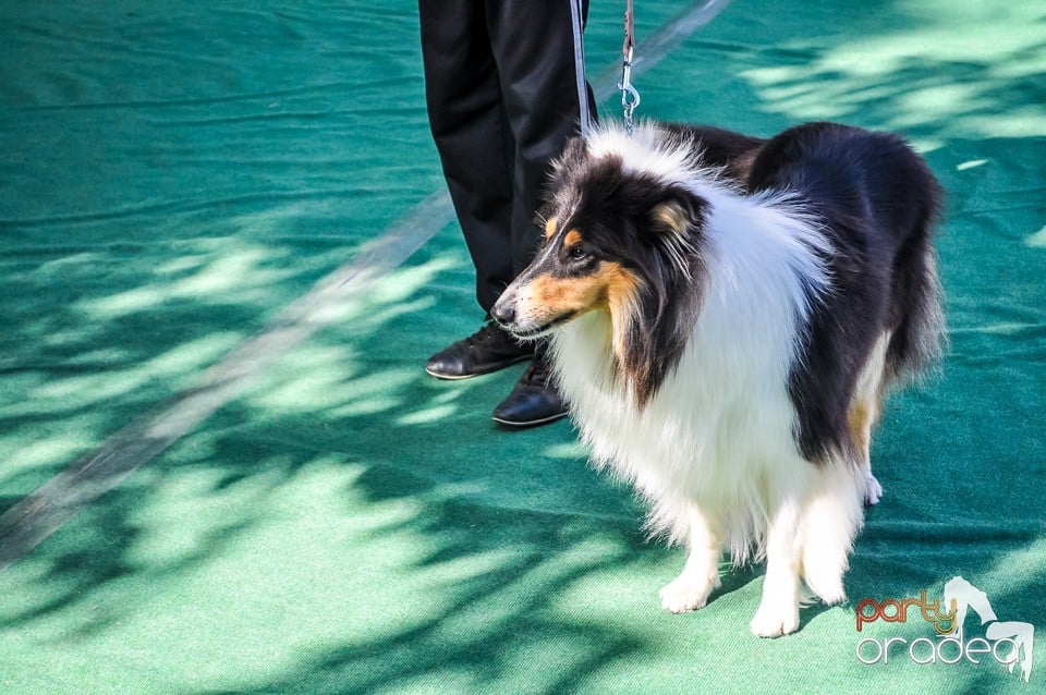 Expozitie canina, Oradea