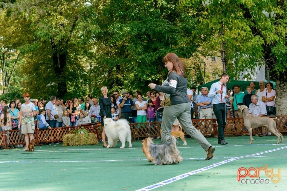 Expoziţie canină, Oradea