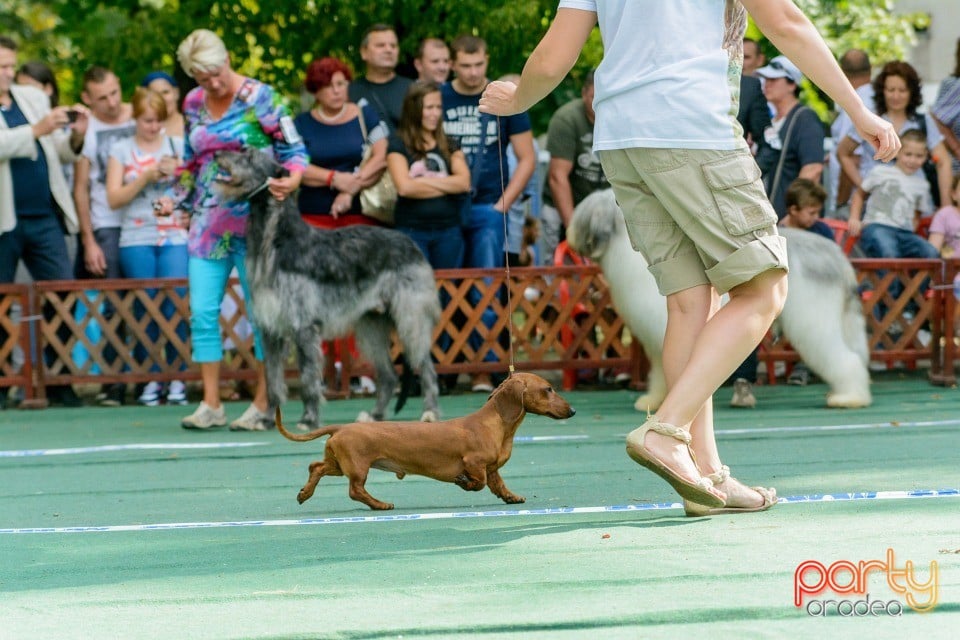 Expoziţie canină, Oradea