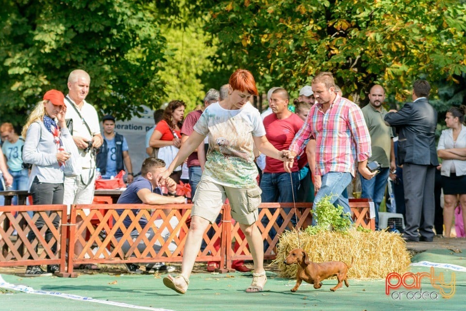 Expoziţie canină, Oradea