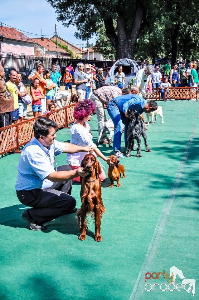 Expozitie canina, Oradea