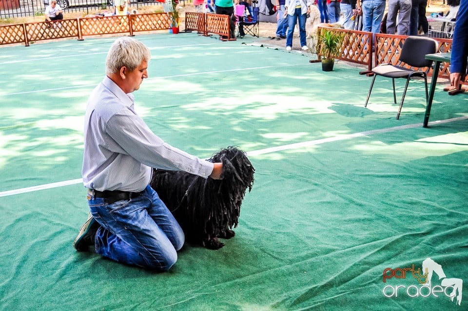 Expozitie canina, Oradea