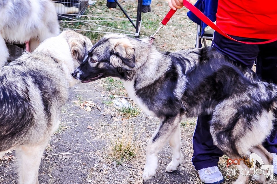 Expozitie canina, Oradea