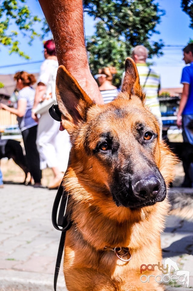 Expozitie canina, Oradea