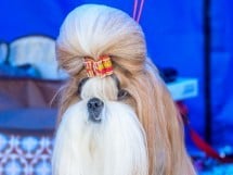 Expoziţie canină