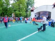 Expoziţie canină